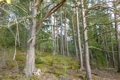 Lugnetåsen-gamla-tallar